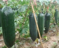 副食品配送公司核心產(chǎn)品信息全覽 價(jià)格、型號(hào)與圖片詳解